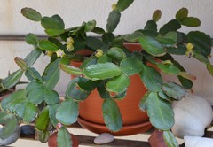 Rhipsalidopsis gaertneri