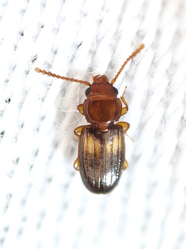 Laemophloeus megacephalus