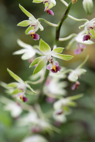 Calanthe lamellosa