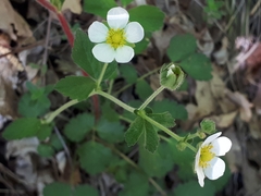 Drymocallis rupestris