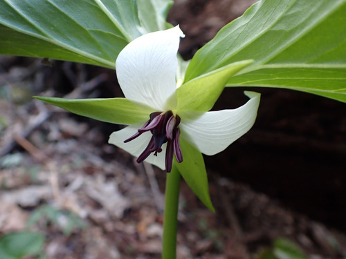Illscented wakerobin (Trillium rugelii)