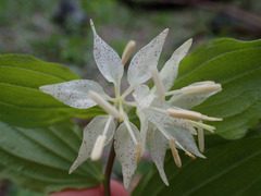 Prosartes maculata