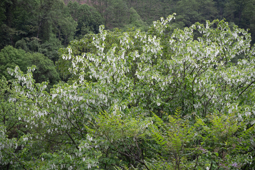 Davidia involucrata