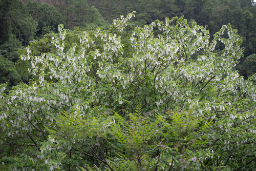 Davidia involucrata