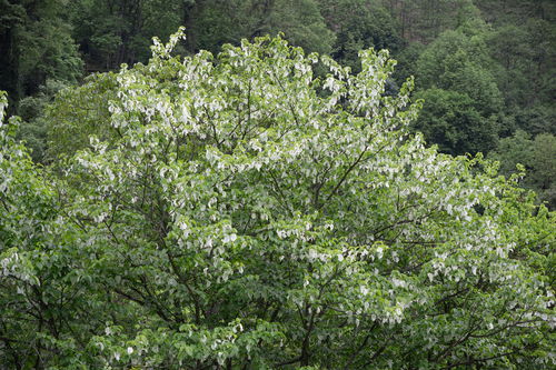 Davidia involucrata