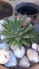 Aristaloe aristata