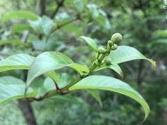 Cephalanthus tetrandra