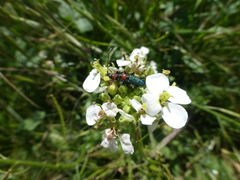 Cartallum ebulinum