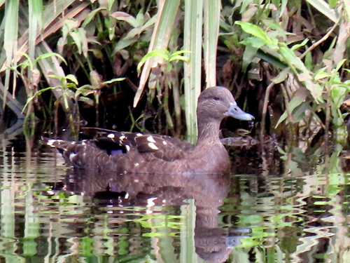 iNaturalist image