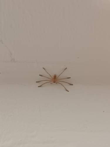 Walckenaer's Huntsman Spider