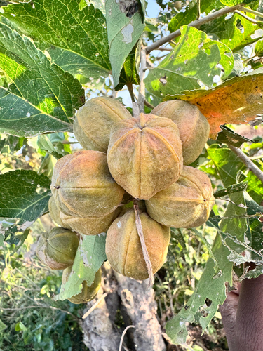 Croton talaeporos