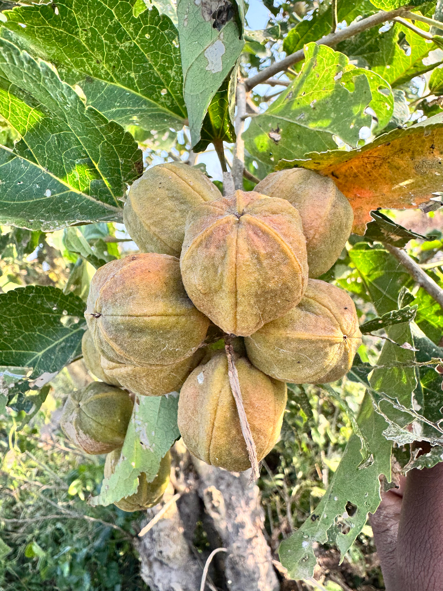 Croton talaeporos