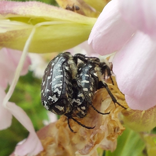 Mediterranean Spotted Chafer