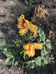 Cochlospermum wrightii