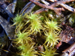 Leptodontium paradoxum