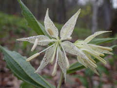 Prosartes maculata