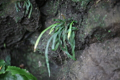 Haplopteris anguste-elongata