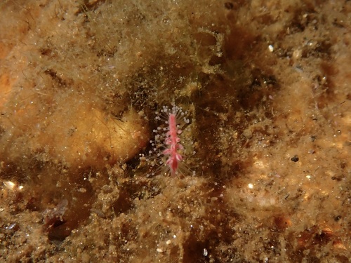 Acaulis primarius