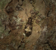 Microlestodes