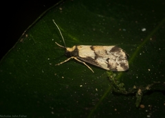 Philenora chionastis