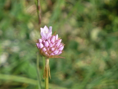 Armeria saviana