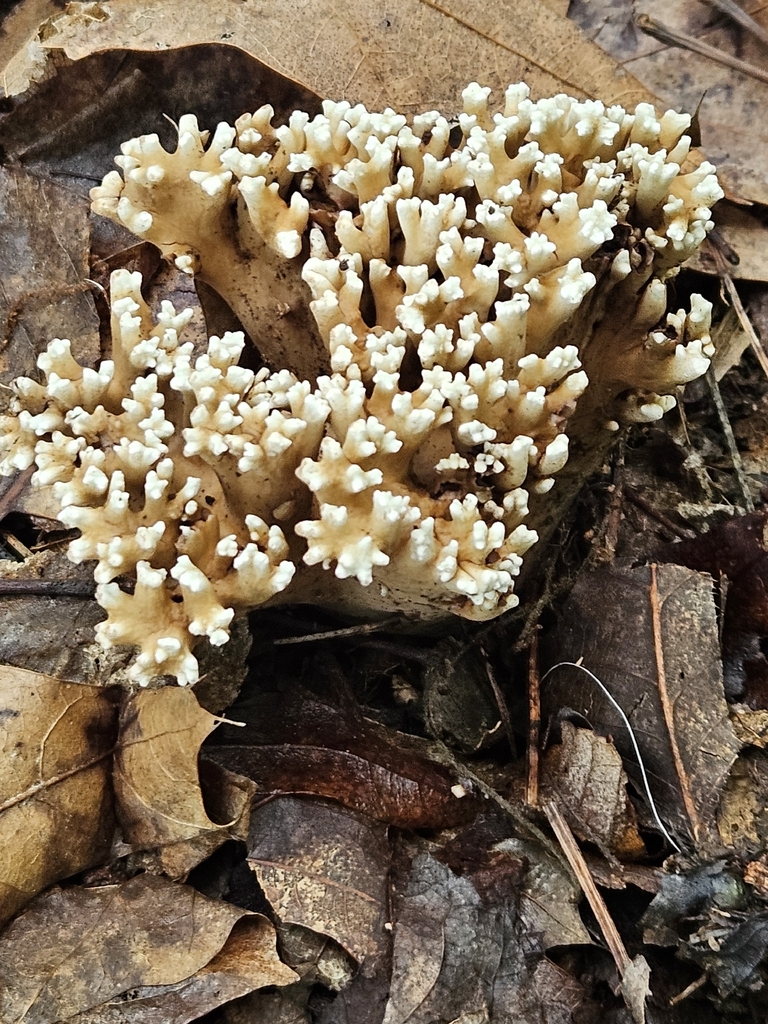Ramaria grandis · July 2026 · photo: Photo: no rights reserved · iNaturalist