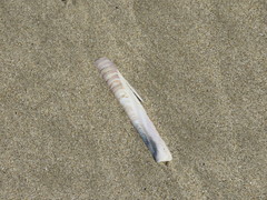 Ensis