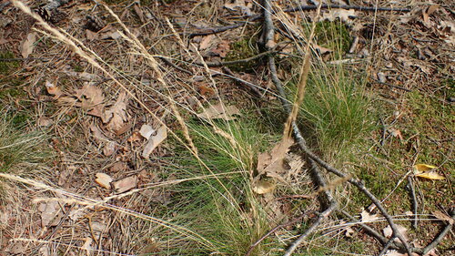 Festuca ovina, photograph 2