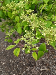 Viburnum plicatum