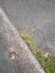 Sisymbrium officinale