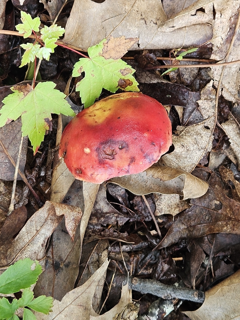 Frost's Bolete · July 2026 · photo: Photo: no rights reserved · iNaturalist