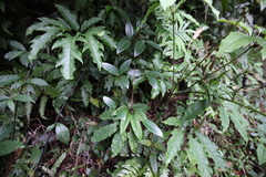 Clematis crassifolia