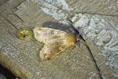Orthosia rubescens