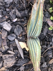 Aloe suprafoliata