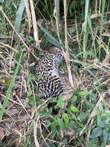 South American Ocelot