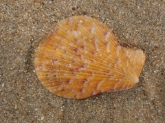 Talochlamys