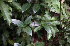 Clematis crassifolia