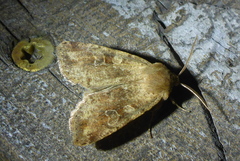 Orthosia rubescens