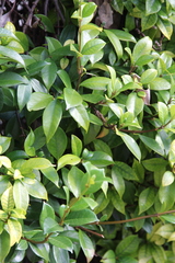 Jasminum multiflorum