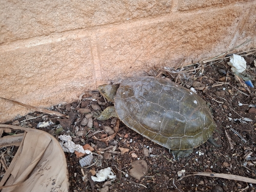 Mediterranean Turtle
