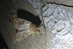 Orthosia rubescens