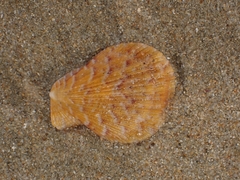Talochlamys