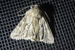 Achatia distincta