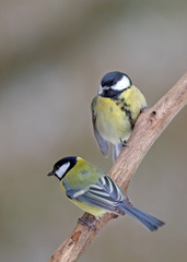 Parus major