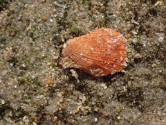 Talochlamys
