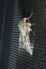 Achatia distincta