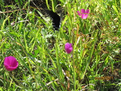 Callirhoe involucrata