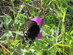 Callirhoe involucrata