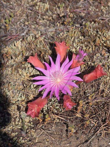 Lewisia rediviva