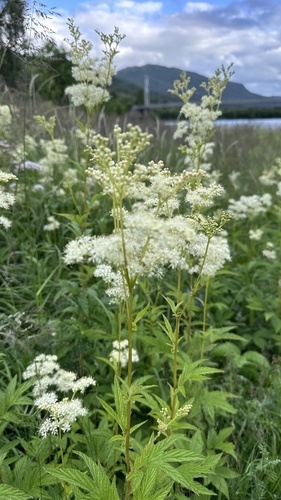 Meadowsweet
